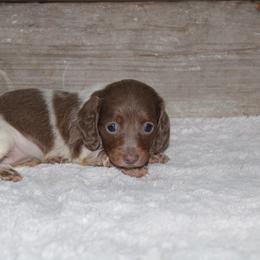Ell - Piebald female Dachshund puppy in Paris, Texas from Kuttin’ Up Mini Aussies