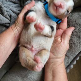 Light blue collar-Blue merle - Blue merle male Australian Shepherd puppy in Geneva, Florida from TGIF Doxies