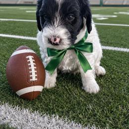 Greg - Black and white male Sheepadoodle puppy in Leeton, Missouri from Jane's Sheepadoodles