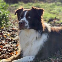 Remington - Australian Shepherd