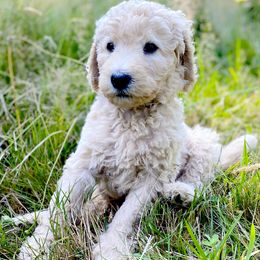 Teddy - Caramel red male Labradoodle puppy in Toledo, Washington from Bigfoot Doodles