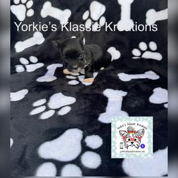 Koda - Parti male Yorkshire Terrier puppy in Dierks, Arkansas from Yorkie’s Klassie Kreations