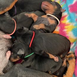 Manchester Terrier puppies from Maximal Manchester Terriers