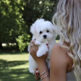 Maltese Puppies from Leona's Maltese