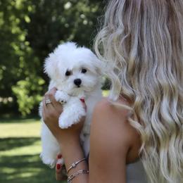 Maltese Puppies from Leona's Maltese