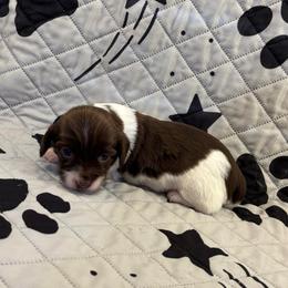 Holly - Chocolate and cream female Dachshund puppy in Pearland, Texas from Texas Dachshund Dreams