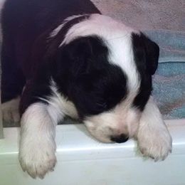 English Shepherd Puppies from Yellow Wolf Farm