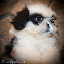 Boy 1 (Joseph) - Black and white Shih Tzu puppy in Ft Mc Coy, Florida from Everlasting Shih Tzu