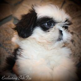 Boy 1 (Joseph) - Black and white Shih Tzu puppy in Ft Mc Coy, Florida from Everlasting Shih Tzu