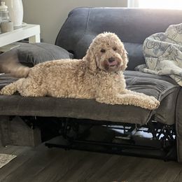 Lizzie - Goldendoodle