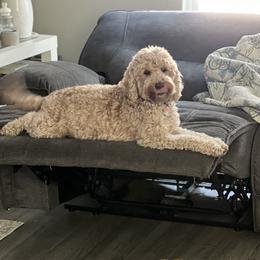 Lizzie - Goldendoodle