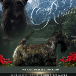 GCH ROSITA - Scottish Terrier