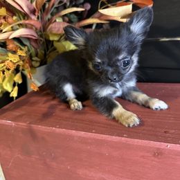 Vinny - Black and tan male Chihuahua puppy in Northboro, Iowa from So Sweet Chihuahuas