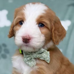 Norman - Red male Bernedoodle puppy in Yuciapa, California from AlltheDoodlez_