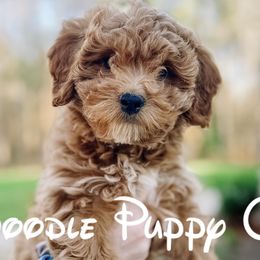 Cavapoochons from Doodle Puppy Crew