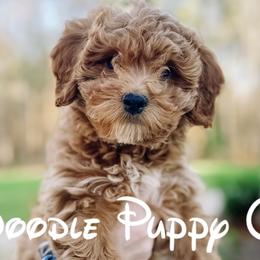 Cavapoochons from Doodle Puppy Crew