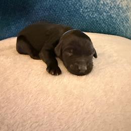 Puppy Blue - Black male Australian Labradoodle puppy in Oxford, Mississippi from Stony Brook Australian Labradoodles