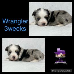 Wrangler - Toy Australian Shepherd puppy in Jacksonville, Texas from AG Toy & Mini Aussies