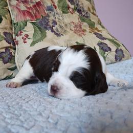 Larry - Liver white and tan male English Springer Spaniel puppy in Kingsport, Tennessee from Leandra's English Springer Spaniels