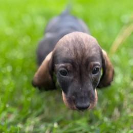 Duke - Wild boar male Dachshund puppy in Superior, Montana from Never Land Dachshunds of Montana