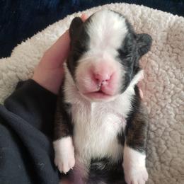 Boxer Puppies from Deutsche Boxer Von Exquisiten