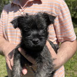 Cairn Terrier Puppies from Fae Hallow