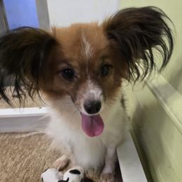 Roxie - Papillon