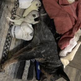 Boy 2 - male Australian Cattle Dog puppy in Sheridan, Oregon from 6pk Cattledogs