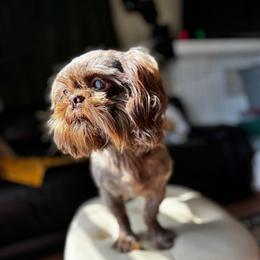 Choco - Liver male Shih Tzu puppy in Clinton, Tennessee from Southland’s Shih Tzus