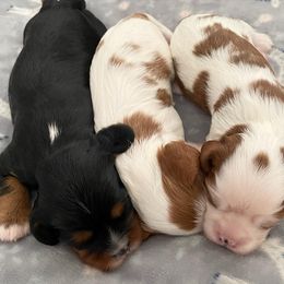 "Forrest Gump Litter 2021" Cavalier King Charles Spaniel Puppies from Adorable Cavaliers of Southern California