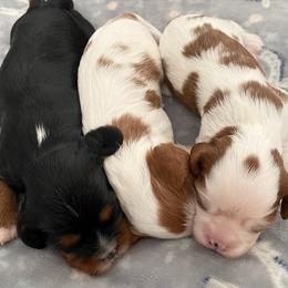 "Forrest Gump Litter 2021" Cavalier King Charles Spaniel Puppies from Adorable Cavaliers of Southern California