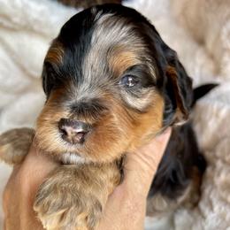 Bluey - Tri-color female Bernedoodle puppy in Superior, Arizona from Mountain Bridge Doodles