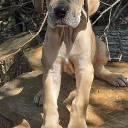 Boy 7 - Merlequin male Great Dane puppy in Camby, Indiana from Heather's Noble Saints