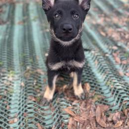 Black and Tan Boy 2 - Black and tan male German Shepherd puppy in Jacksonville, Florida from El Dorado