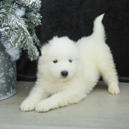 Samoyed Puppies from Desert Snow Samoyeds