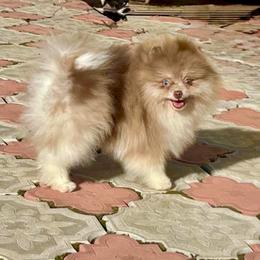 Drago - Pomeranian