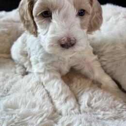 Stormy - Red and white female Cockapoo puppy in Adrian, Oregon from ApplebyFarm