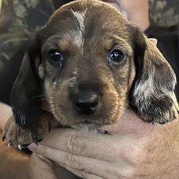 Dachshunds from Purebred Dachshunds
