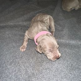 Girl 8 - Silver gray female Weimaraner puppy in Spartanburg, South Carolina from Palmetto State Weimaraners