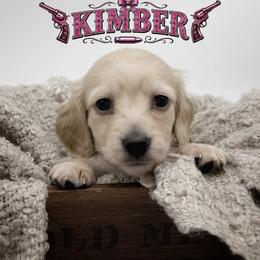 Kimber - Cream female Dachshund puppy in Wylie, Texas from Lawson's Kennel