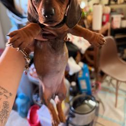 Canela - Red female Dachshund puppy in Yuba City, California from The Navarro Furbabies