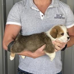 Winnie - Male 4 - Fawn male Pembroke Welsh Corgi puppy in Jefferson, South Carolina from Blue Creek Farms