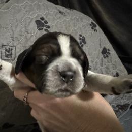 Lucky - Black white and tan male English Springer Spaniel puppy in Coeur D'alene, Idaho from Springer Hollow