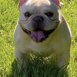 French Bulldog All Grown Up from Ardent French Bulldogs