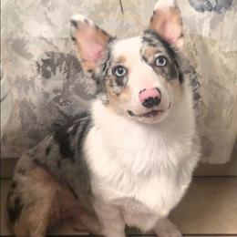 Ivy - American Corgi