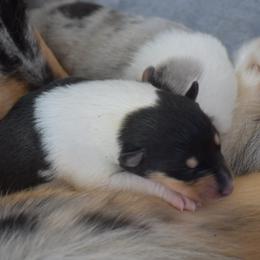 Hola - Black white and tan female Collie puppy in Danville, Pennsylvania from Brookwood Collies, Smooth & Rough