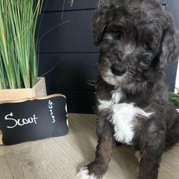 Scout - Blue merle male Aussiedoodle puppy in Eastland, Texas from H5 Mini Doodles