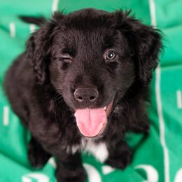 Aussiedoodle, Golden Aussiedoodle, and Goldendoodle Puppies from Miami Mini Doodles