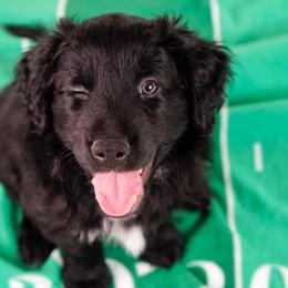 Aussiedoodle, Golden Aussiedoodle, and Goldendoodle Puppies from Miami Mini Doodles