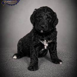 Cartwright's Magdalene the Faithful Witness - Black female Poodle puppy in Albany, Kentucky from Impressive Cartwright Standards